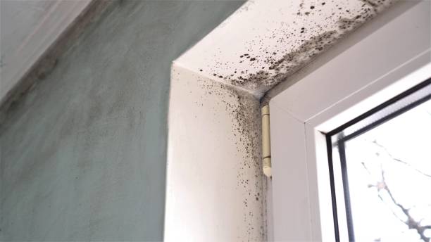 Trexlertown, PA Mold Removal Company